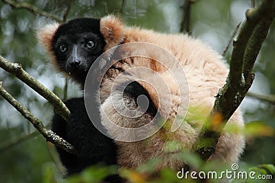 Ruffed Lemur Stock Photo