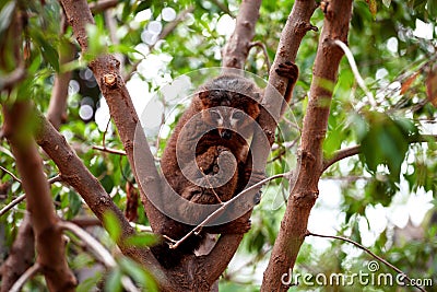 Collared brown lemur resting on tree Stock Photo