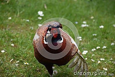 Ruffled Feathers on the Wing of a Pheasant Stock Photo