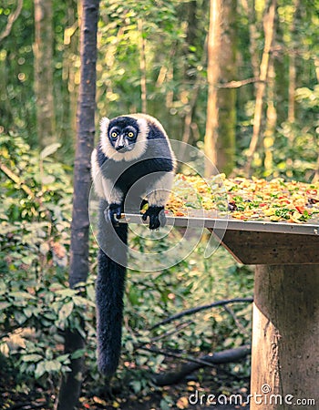 Ruffled Lemur Stock Photo