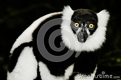 Ruffled Lemur (Varecia Variegata) Stock Photo