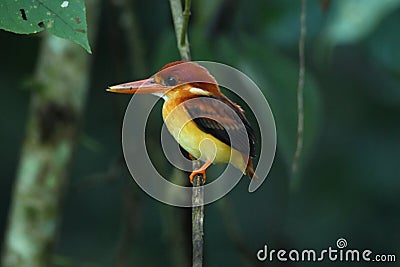 Wildlife Rufous Backed Kingfisher Stock Photo