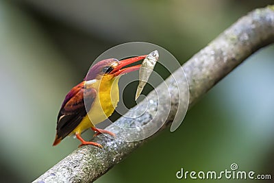 Rufous-backed Kingfisher eating a fish Stock Photo