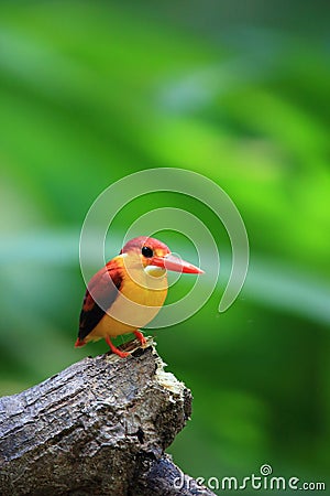Rufous-backed kingfisher in Malaysia Stock Photo