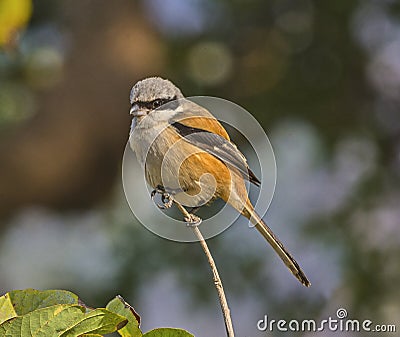 Rufous-backed shrike Stock Photo