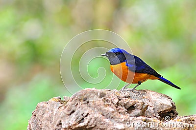 Rufous-bellied Niltava bird Stock Photo