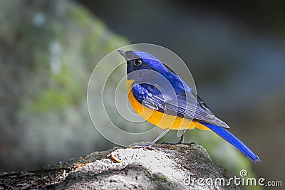 Rufous-bellied Niltava Stock Photo