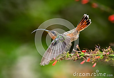 A Rufous-breasted Hermit hummingbird, Glaucis hirsutus, dancing in a garden Stock Photo