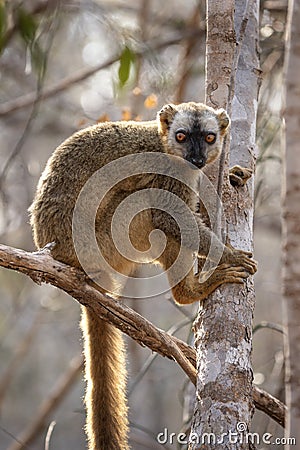 Red lemur, eulemur rufus, rufous brown lemur, northern red fronted lemur Stock Photo