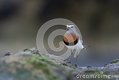 Rufous chested Dotterel, Charadrius modestus , at low tide, Peninsula Valdes, Unesco World Heritage Site, Stock Photo