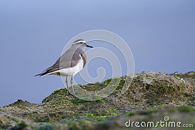 Rufous chested Dotterel, Charadrius modestus , at low tide, Peninsula Valdes, Unesco World Heritage Site, Stock Photo