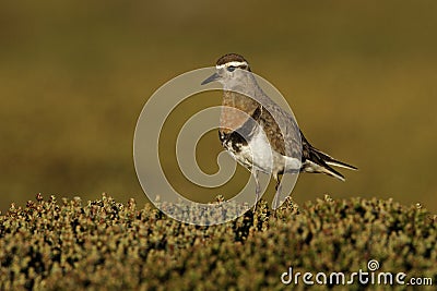 Rufous-chested dotterel, Charadrius modestus Stock Photo