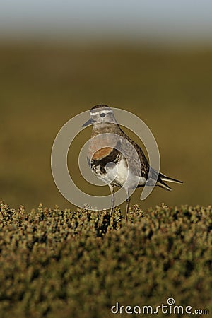 Rufous-chested dotterel, Charadrius modestus Stock Photo