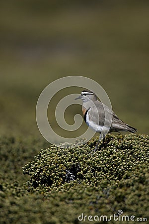 Rufous-chested dotterel, Charadrius modestus Stock Photo