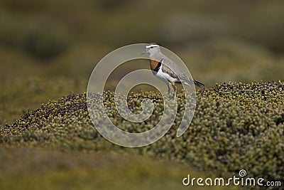 Rufous-chested Dotterel in the Falkland Islands Stock Photo