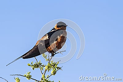 Rufous-chested Swallow in Kruger National park Stock Photo