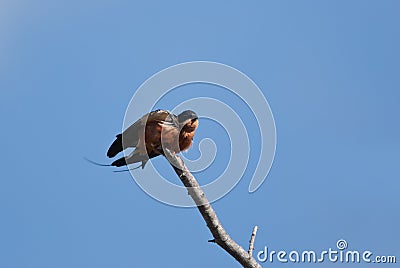 Rufous-chested swallow Stock Photo