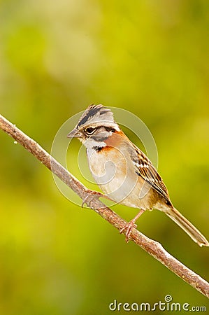 Rufous-collared Sparrow Stock Photo