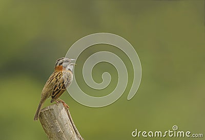 Rufous-collared Sparrow Calling Stock Photo