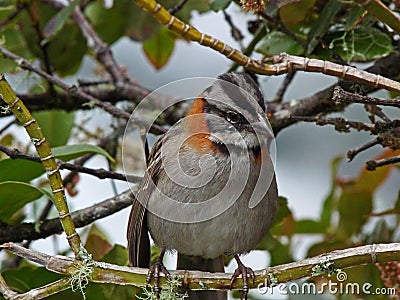 Rufous-collared Sparrow, Machu Picchu Peru Stock Photo