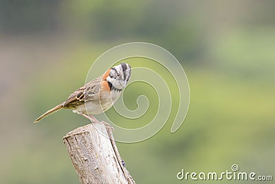 Rufous-collared Sparrow Male Stock Photo