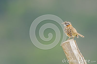 Rufous-collared Sparrow Stock Photo