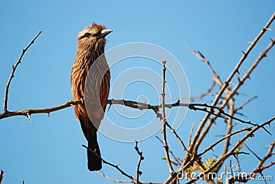 Rufous-crowned Roller (Coracias naevius) Stock Photo