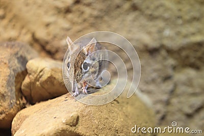 Rufous elephant shrew Stock Photo