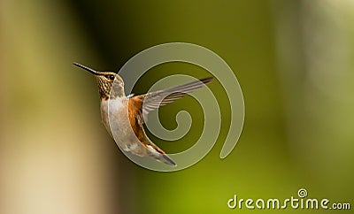 Rufous Humming Bird Stock Photo