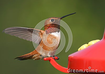 Rufous Hummingbird Stock Photo