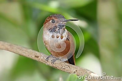 Rufous Hummingbird (Selasphorus rufus) Stock Photo