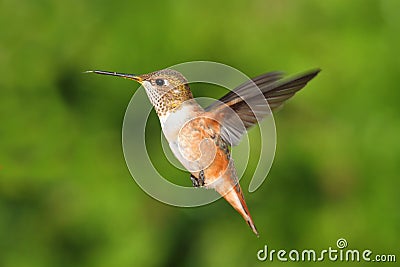 Rufous Hummingbird (Selasphorus rufus) Stock Photo