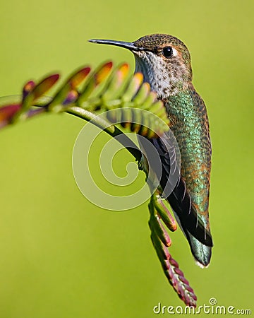 Rufous hummingbird standing on an unopened crocosmia flower Stock Photo