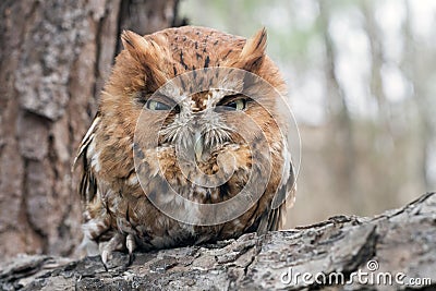 Rufous morph Eastern Screech Owl, Georgia USA Stock Photo