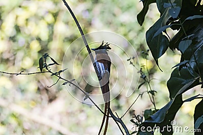 Rufous morph Indian paradise flycatcher or Terpsiphone paradisi Stock Photo
