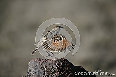 Rufous-naped lark, Mirafra africana Stock Photo