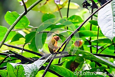 Rufous Piculet on the branch of a tree Stock Photo