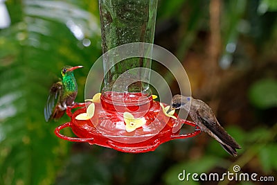 Rufous-tailed hummingbird with brown violetear Stock Photo