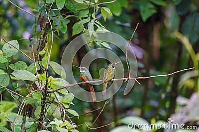 Rufous-tailed Jacamar & x28;Galbula ruficauda& x29; in Costa Rica Stock Photo