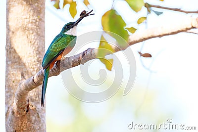 Rufous-tailed Jacamar, Galbula Ruficauda, green and orange bird with long bill, Mato Grosso, Pantanal, Brazil Stock Photo