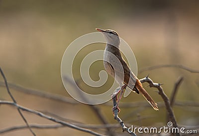 Rufous-tailed Scrub Robin perched on twig at Hamala, Bahrain Stock Photo