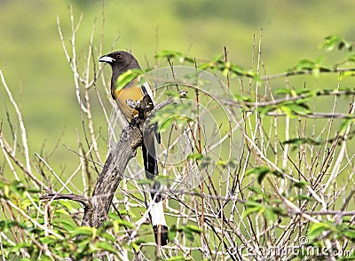 Rufous treepie bird Stock Photo