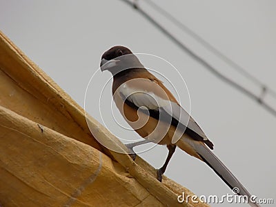 The rufous treepie is a treepie, native to the Indian Subcontinent and adjoining parts of Southeast Asia. Stock Photo