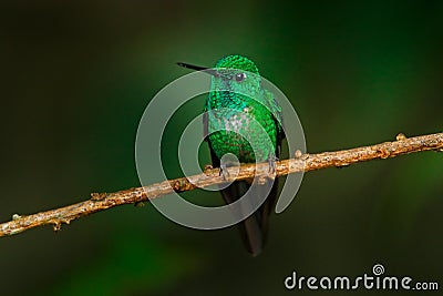 Rufous-vented Whitetip, Urosticte ruficrissa, beautiful hummingbird in the nature habitat. Cute forest green bird. Ecuador Stock Photo