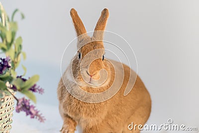 Rufus Bunny Rabbit in Easter Spring setting Stock Photo