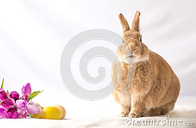 Rufus Easter Bunny Rabbit poses next to purple tulips and colored eggs room for text Stock Photo