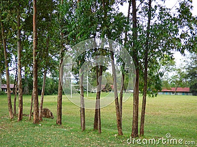 Rugby pitch Stock Photo