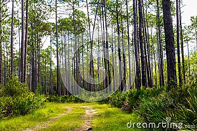 Rugged path passing through remote longleaf pine habitat with saw palmetto regrowth Stock Photo