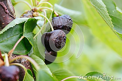 Ruined Cherries on a Tree in Australia Stock Photo