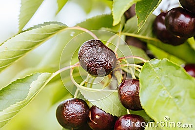 Ruined Cherries on a Tree in Australia Stock Photo